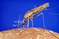 Malaria mosquitoes, here Anopheles gambiae