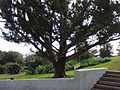 Bermuda cedar (Juniperus bermudiana)