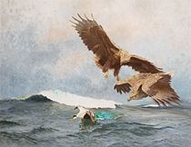 White-tailed eagles hunting, 1924