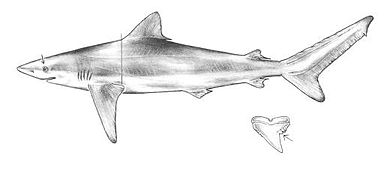 Drawing of a night shark and its tooth