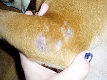 Close up photograph of the left front leg of an unspecified breed of dog. There are patches of missing fur of differing sizes, but no scale is included in the image. The leg is being held by the hand of a white person of unknown age and gender.