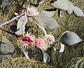Hakea petiolaris inflorescences