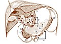 Lymph nodes of the abdominal cavity