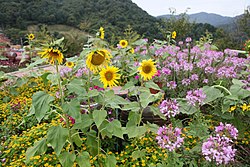 A flower field in the Herb Island in Pocheon