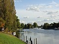 Image 12The lower end of the Staines-upon-Thames reach of the Thames, showing typical trees of the next reach and Penton Hook Island, a small nature reserve. (from Portal:Surrey/Selected pictures)