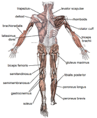 Posterior muscles