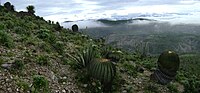 Tehuacán-Cuicatlán-Tal: Ursprünglicher Lebensraum Mesoamerikas