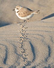 Trackway of a snowy plover in sand photographed at a low angle, with the plover that left the tracks visible in the background