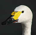 Head of a Bewick's swan, C. c. bewickii