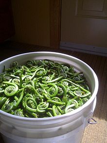 Fresh fiddlehead greens in bucket