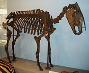 Skeleton of the equine Hippidion