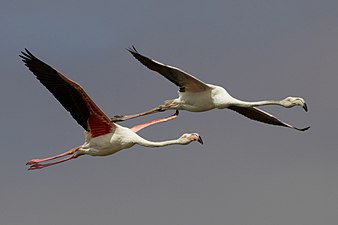 A subadult (top) with an adult (bottom) in flight