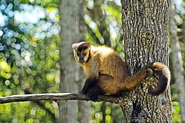 Azaras's capuchin on a branch in a forest