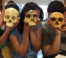 Three students hold three different skulls in front of their faces, to show the difference in size and shape compared to the modern head