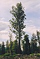 Eucalyptus regnans, a forest tree, showing crown dimension, Tasmania