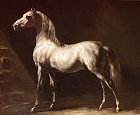 White Arabian Horse, before 1824
