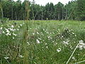 Cottongrass on the raised bog near Hetendorf