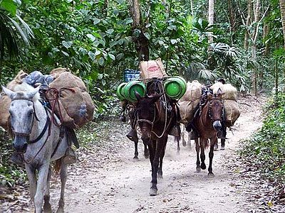 Pack donkeys in Tayrona National Natural Park in northern Colombia