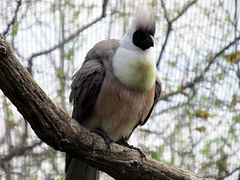 Nacktkehl-Lärmvogel