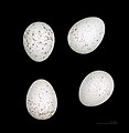 Eggs of Emberiza bruniceps MHNT