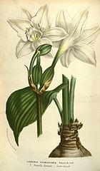 Urceolina × grandiflora