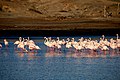 Flamingos at Radford Bay