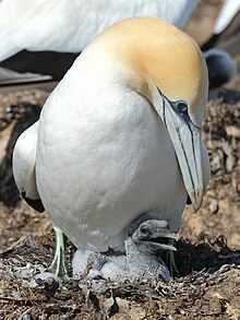 Large white seabird sheltering an almost featherless chick in a nest mound