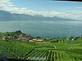 Lavaux from the railway line going from Lausanne to Palézieux and Bern.