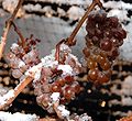 Frozen grapes to be made into ice wine