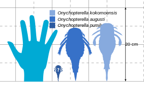 A diagram showing the comparative size of three species of Onychopterella with a human hand