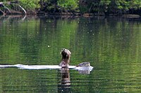 Otter at Lake Sebago