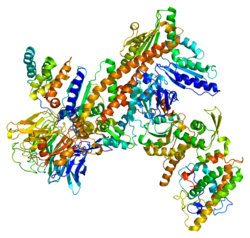 Aktin-ähnliches Protein 3 (ARP3)
