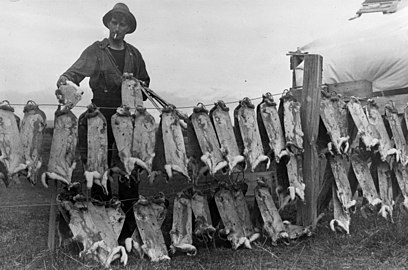 Jäger mit ausgespannten Kaninfellen (Neuseeland, 1929)