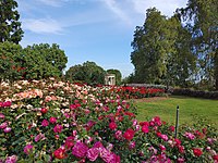 Rose Garden with variety of blooming roses at Huntington Library in San Marino, California, United States, April 2022