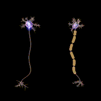 Saltatory conduction immensely speeds up the propagation of action potential along a myelinated nerve fiber (neuron): 150 m/s compared to 0.5-10 m/s for unmyelinated axons.