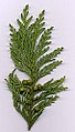 Cupressaceae: Blätter einer Sawara-Scheinzypresse (Chamaecyparis pisifera)