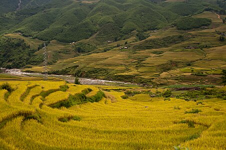 Terraced fields in Sa Pa