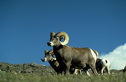Rocky Mountain bighorn sheep along the Trail Ridge Road/Beaver Meadow Scenic Byway