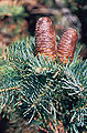 Kolorado-Tanne (Abies concolor)