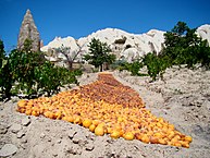 Apricots drying on the ground in Turkey