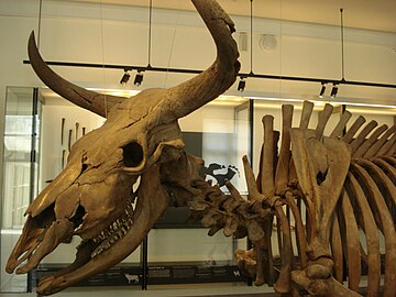 Exhibit of an aurochs skeleton
