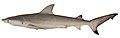 Nervous shark (Carcharhinus cautus)
