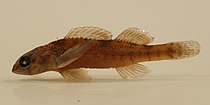 Creole darter (Etheostoma collettei) endemic to the Piney Woods, Saline River Drainage, Arkansas (March 2016).
