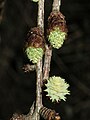 Male (above) and female (below right) cones of Japanese larch emerging in spring
