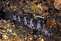 Image 74Rock goby (from Coastal fish)