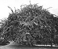 A heavily pruned semi-weeping elm in the Hortus Botanicus Leiden (c.1920), possibly the U. americana Pendula [:'Scampstoniensis'] of the 'Three Weeping Elms' article, 1890