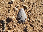 Hohokam corner-notched arrowhead in situ in the Tucson Basin