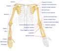 Human arm bones diagram.