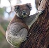 Koala climbing a tree