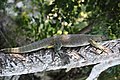 Unknown species lizard in Raja Ampat Papua, 2016